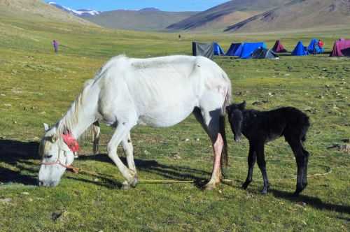 TREKKING IN LADAKH | CHANGTANG 2017